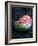 Nautilo (Nautilus Pompilius)-Andrea Ferrari-Framed Photographic Print