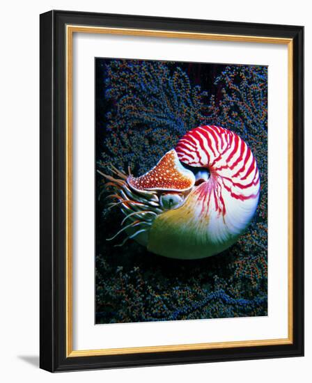 Nautilo (Nautilus Pompilius)-Andrea Ferrari-Framed Photographic Print