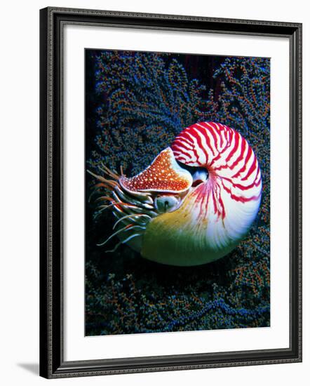 Nautilo (Nautilus Pompilius)-Andrea Ferrari-Framed Photographic Print
