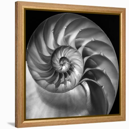 Nautilus 2-Moises Levy-Framed Stretched Canvas