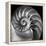 Nautilus 2-Moises Levy-Framed Stretched Canvas