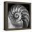 Nautilus 2-Moises Levy-Framed Stretched Canvas