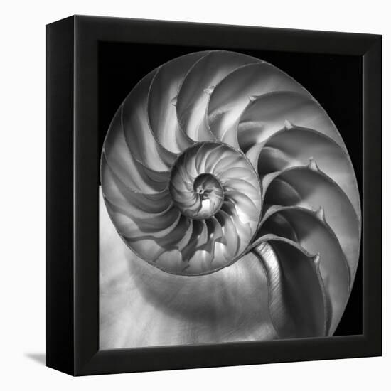 Nautilus 2-Moises Levy-Framed Stretched Canvas