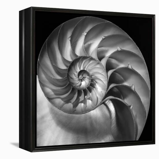 Nautilus 2-Moises Levy-Framed Stretched Canvas