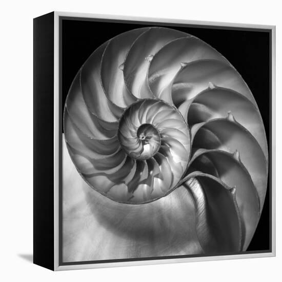 Nautilus 2-Moises Levy-Framed Stretched Canvas