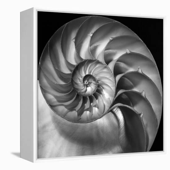 Nautilus 2-Moises Levy-Framed Stretched Canvas