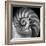 Nautilus 2-Moises Levy-Framed Photographic Print