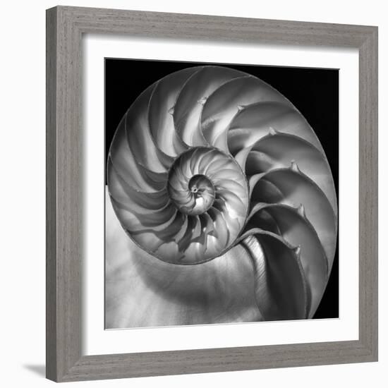 Nautilus 2-Moises Levy-Framed Photographic Print