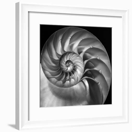 Nautilus 2-Moises Levy-Framed Photographic Print