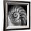 Nautilus 2-Moises Levy-Framed Photographic Print