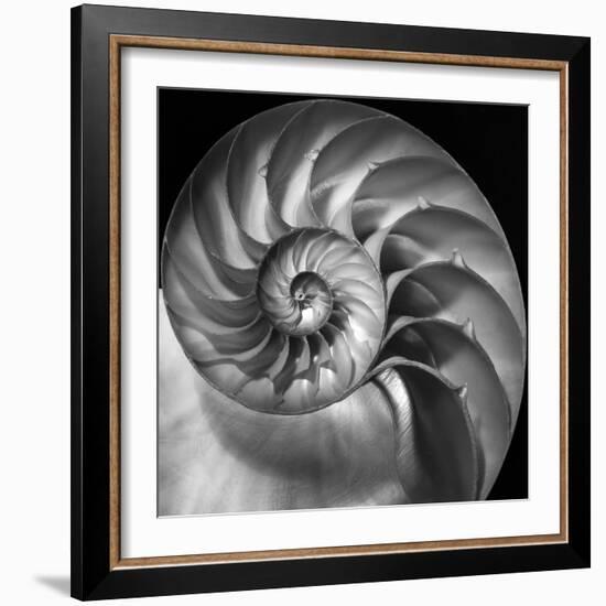 Nautilus 2-Moises Levy-Framed Photographic Print