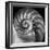 Nautilus 2-Moises Levy-Framed Photographic Print