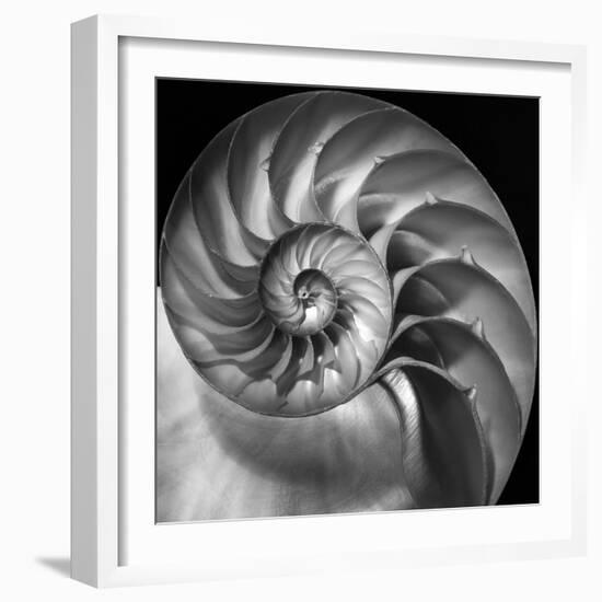 Nautilus 2-Moises Levy-Framed Photographic Print