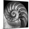 Nautilus 2-Moises Levy-Mounted Photographic Print