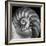 Nautilus 2-Moises Levy-Framed Photographic Print