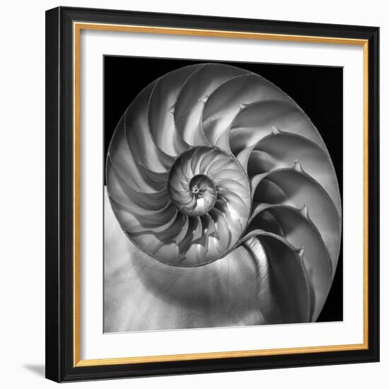 Nautilus 2-Moises Levy-Framed Photographic Print