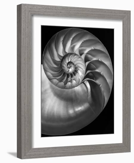 Nautilus 3-2-Moises Levy-Framed Photographic Print