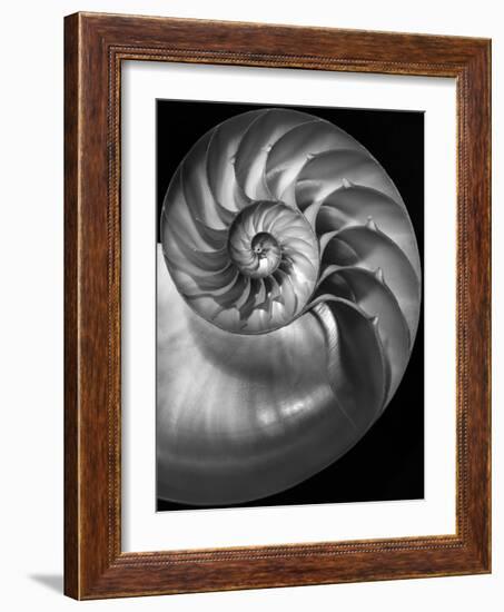 Nautilus 3-2-Moises Levy-Framed Photographic Print