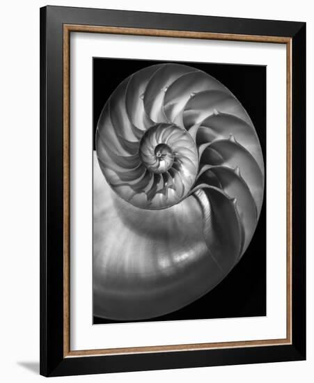 Nautilus 3-2-Moises Levy-Framed Photographic Print