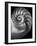 Nautilus 3-2-Moises Levy-Framed Photographic Print