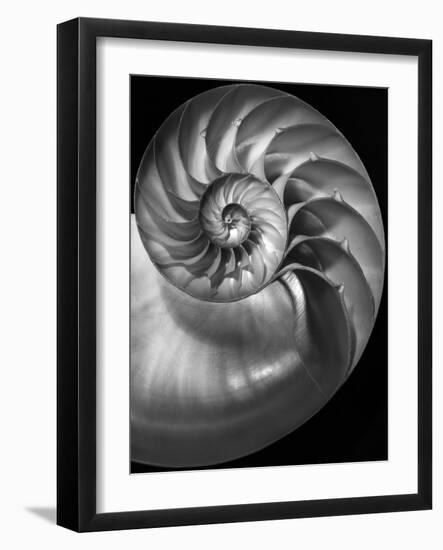 Nautilus 3-2-Moises Levy-Framed Photographic Print