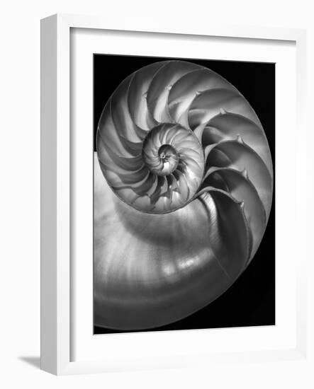 Nautilus 3-2-Moises Levy-Framed Photographic Print