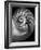 Nautilus 3-2-Moises Levy-Framed Photographic Print