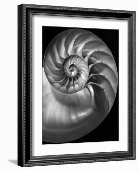 Nautilus 3-2-Moises Levy-Framed Photographic Print