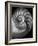 Nautilus 3-2-Moises Levy-Framed Photographic Print