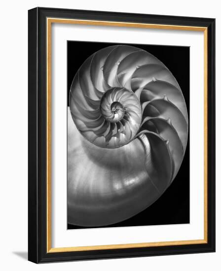 Nautilus 3-2-Moises Levy-Framed Photographic Print