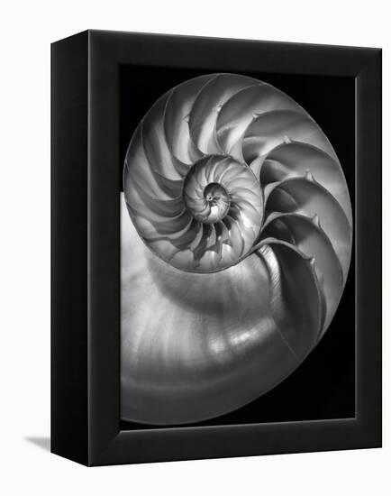 Nautilus 3-2-Moises Levy-Framed Premier Image Canvas