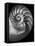 Nautilus 3-2-Moises Levy-Framed Premier Image Canvas