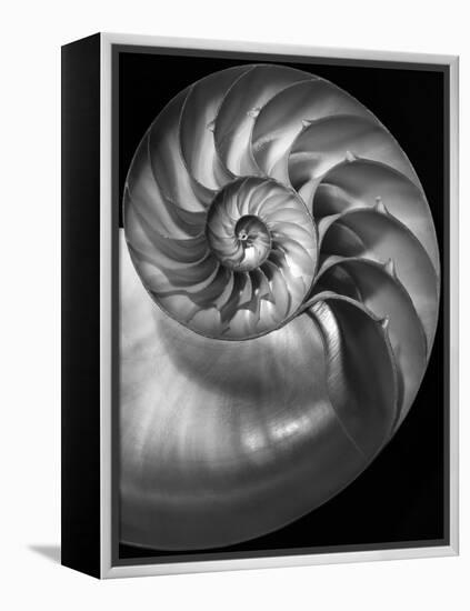 Nautilus 3-2-Moises Levy-Framed Premier Image Canvas