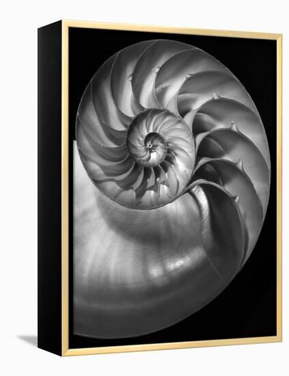 Nautilus 3-2-Moises Levy-Framed Premier Image Canvas