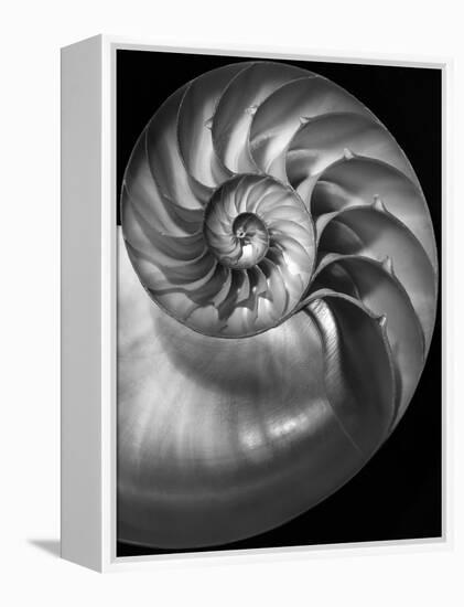 Nautilus 3-2-Moises Levy-Framed Premier Image Canvas