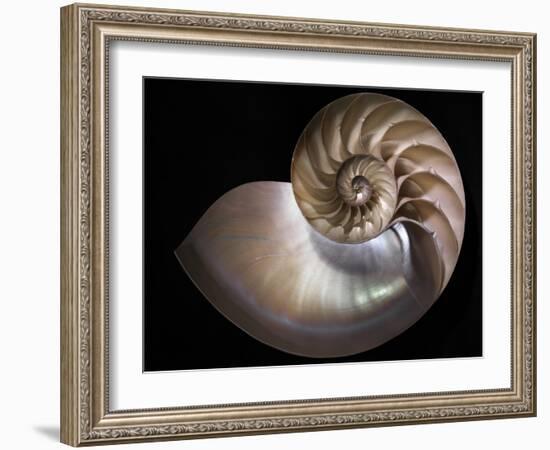 Nautilus 3-Moises Levy-Framed Photographic Print