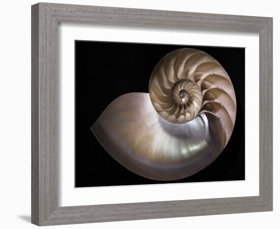 Nautilus 3-Moises Levy-Framed Photographic Print