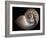 Nautilus 3-Moises Levy-Framed Photographic Print