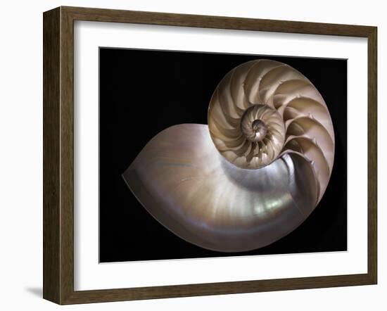 Nautilus 3-Moises Levy-Framed Photographic Print