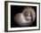 Nautilus 3-Moises Levy-Framed Photographic Print