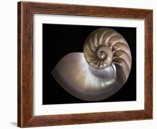 Nautilus 3-Moises Levy-Framed Photographic Print