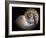 Nautilus 3-Moises Levy-Framed Photographic Print