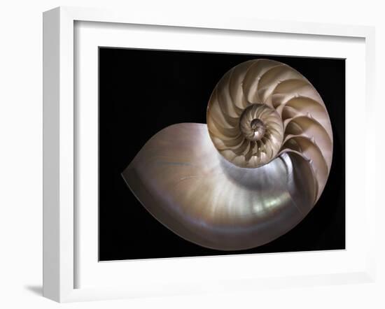 Nautilus 3-Moises Levy-Framed Photographic Print