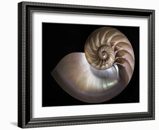 Nautilus 3-Moises Levy-Framed Photographic Print