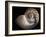 Nautilus 3-Moises Levy-Framed Photographic Print