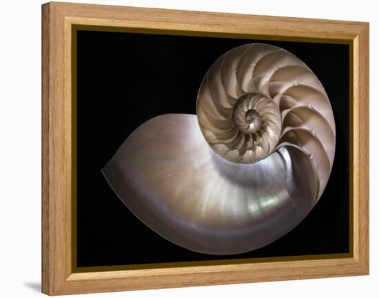 Nautilus 3-Moises Levy-Framed Premier Image Canvas