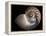 Nautilus 3-Moises Levy-Framed Premier Image Canvas