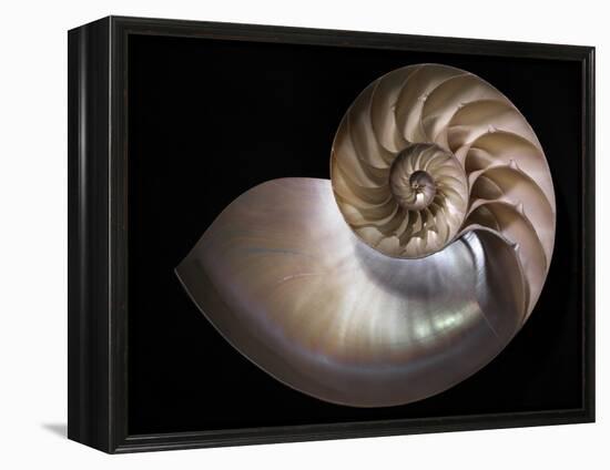 Nautilus 3-Moises Levy-Framed Premier Image Canvas