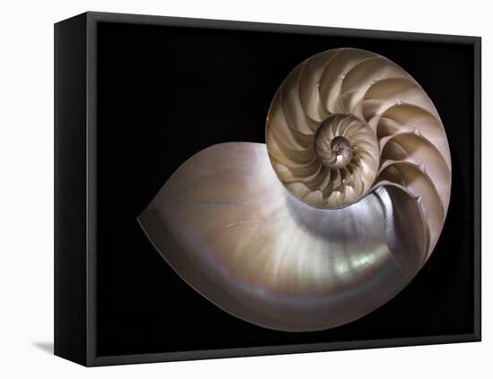 Nautilus 3-Moises Levy-Framed Premier Image Canvas