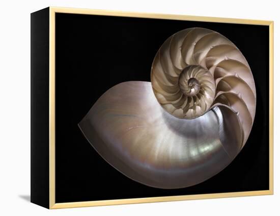 Nautilus 3-Moises Levy-Framed Premier Image Canvas